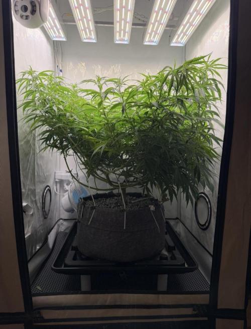 "Neviles Haze, or how I wanted sativa”. Week 9
