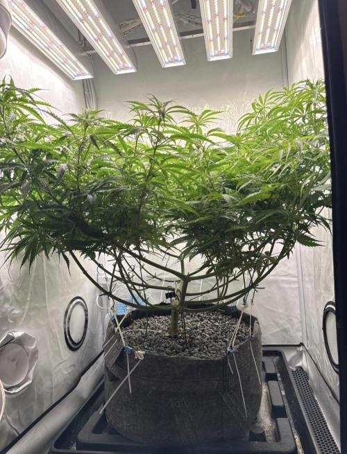 "Neviles Haze, or how I wanted sativa”. Week 9