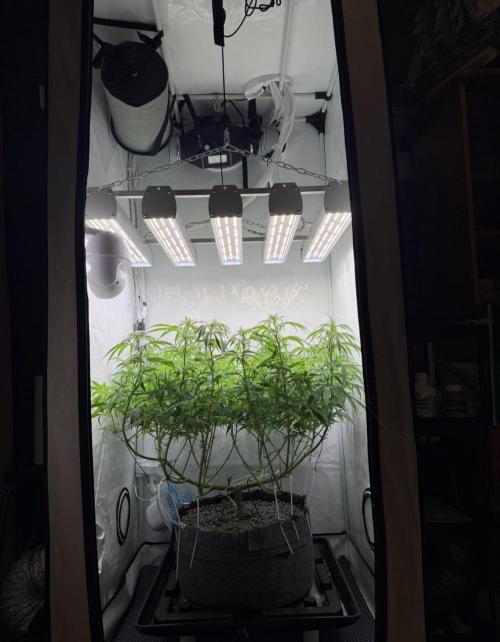 "Neviles Haze, or how I wanted sativa”. Week 9