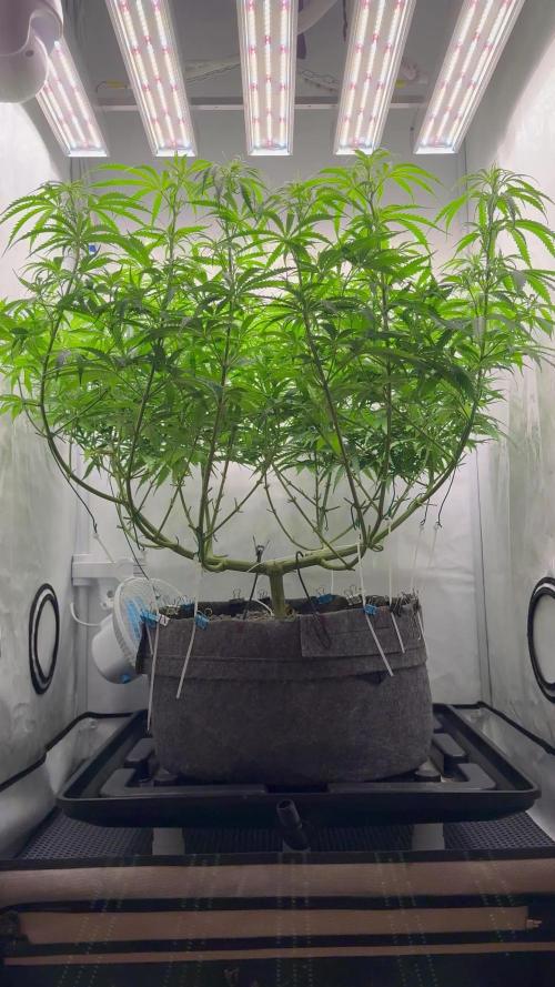 "Neviles Haze, or how I wanted sativa”