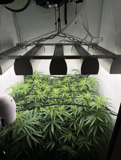 "Neviles Haze, or how I wanted sativa”. Week 10