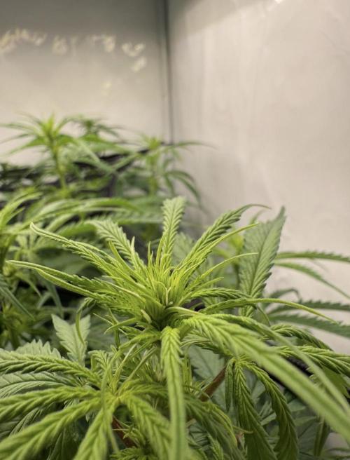 "Neviles Haze, or how I wanted sativa”. Week 10