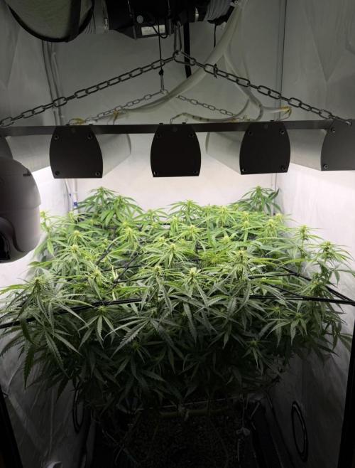 "Neviles Haze, or how I wanted sativa”. Week 11