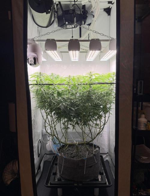 "Neviles Haze, or how I wanted sativa”. Week 11