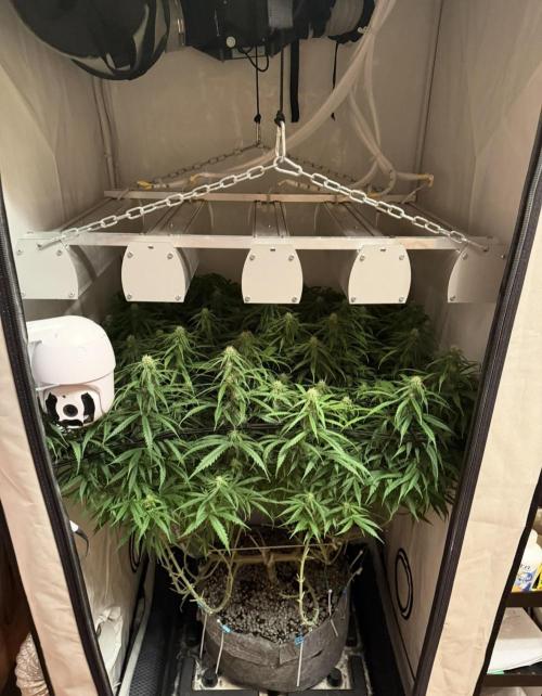 "Neviles Haze, or how I wanted sativa”. Week 12