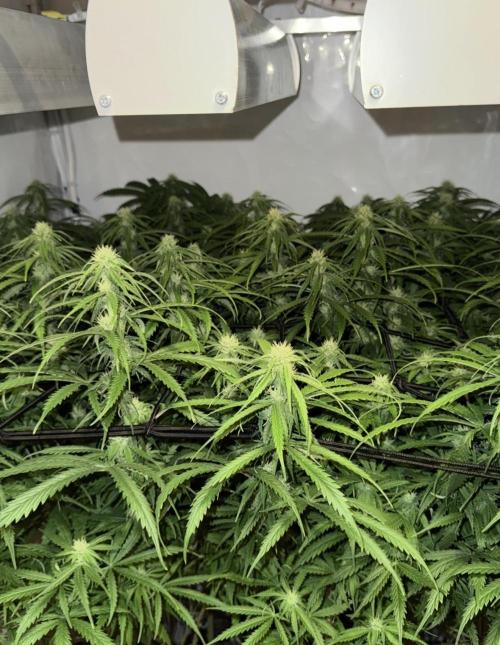 "Neviles Haze, or how I wanted sativa”. Week 12