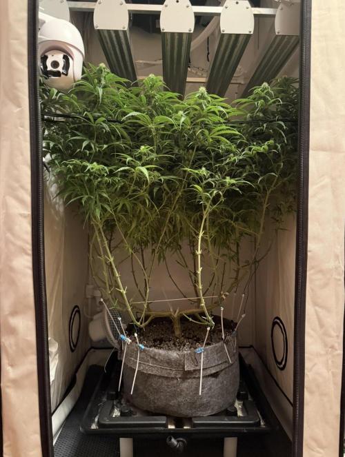 "Neviles Haze, or how I wanted sativa”. Week 12