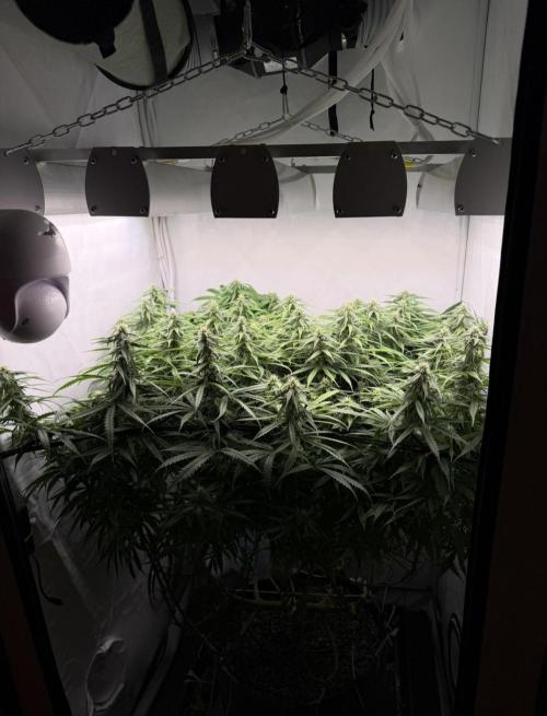 "Neviles Haze, or how I wanted sativa”. Week 13