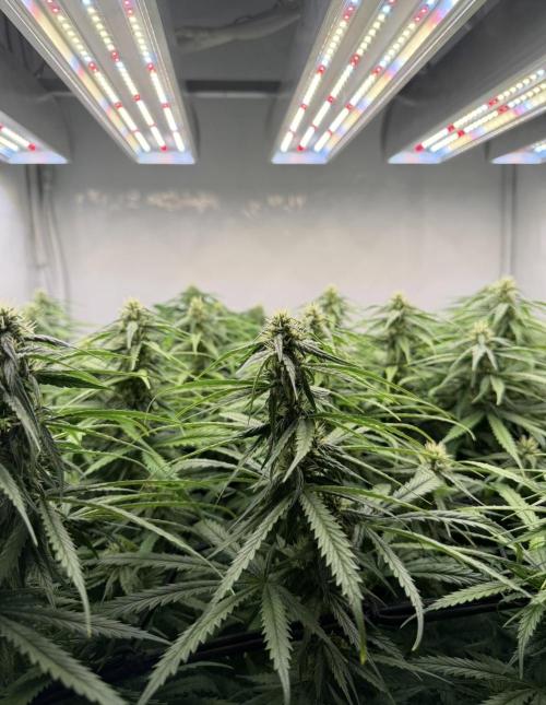 "Neviles Haze, or how I wanted sativa”. Week 13