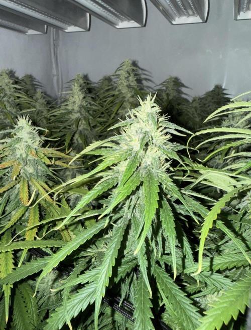 "Neviles Haze, or how I wanted sativa”. Week 14