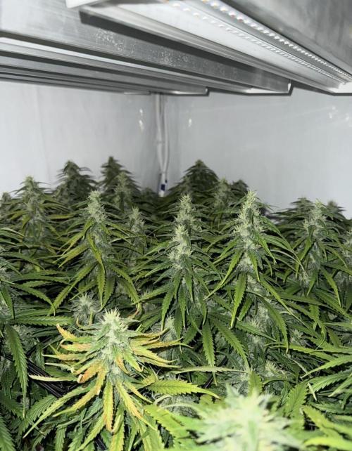 "Neviles Haze, or how I wanted sativa”. Week 14