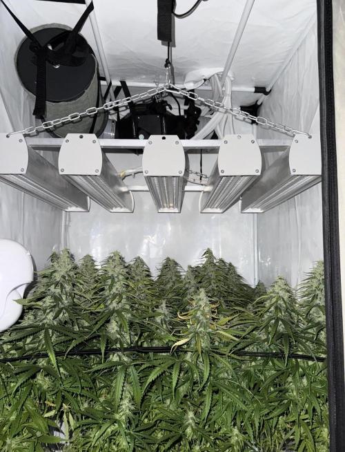 "Neviles Haze, or how I wanted sativa”. Week 15