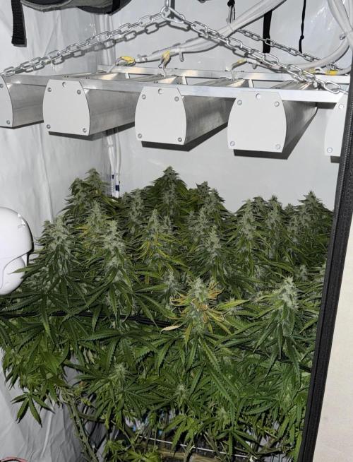 "Neviles Haze, or how I wanted sativa”. Week 15