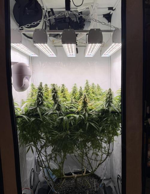 "Neviles Haze, or how I wanted sativa”. Week 16