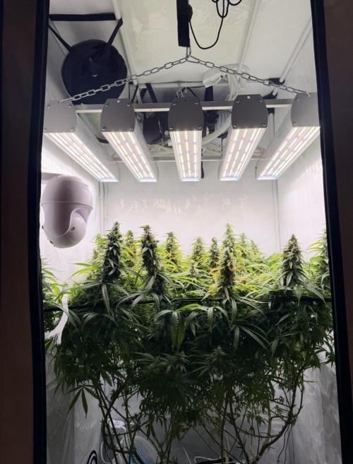 "Neviles Haze, or how I wanted sativa”. Week 16