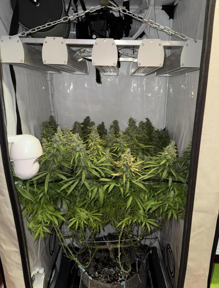 "Neviles Haze, or how I wanted sativa”. Week 17