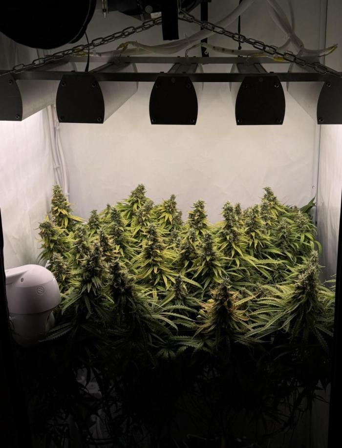 "Neviles Haze, or how I wanted sativa”. Week 18