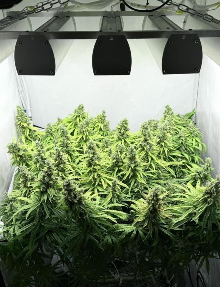 "Neviles Haze, or how I wanted sativa”. Week 19 - Wow