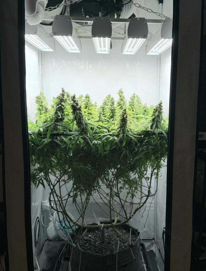 "Neviles Haze, or how I wanted sativa”. Week 20