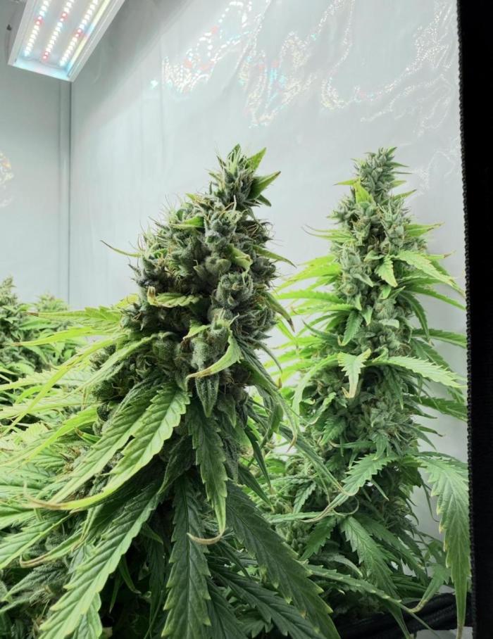 "Neviles Haze, or how I wanted sativa”. Week 21