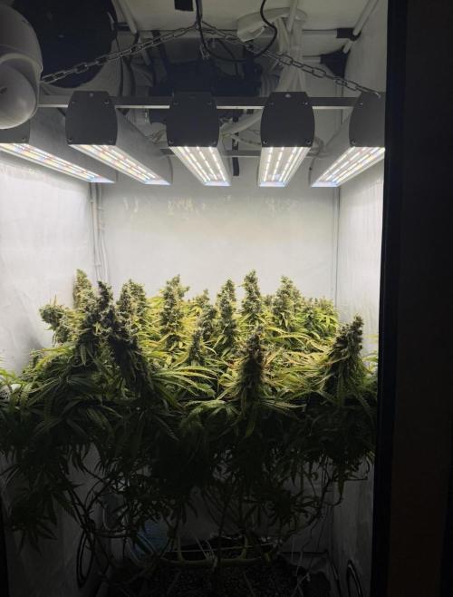 "Neviles Haze, or how I wanted sativa”. Week 22