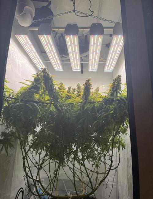 "Neviles Haze, or how I wanted sativa”. Week 22