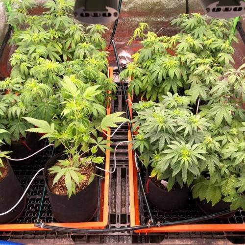 Manna ver 1.01. Week 4 - 20200110 [금요일]NO.3