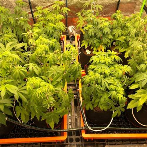 Manna ver 1.01. Week 4 - 20200110 [금요일]NO.2