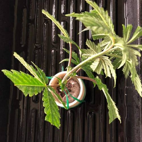 Manna ver 1.01. Week 5 - [20200114 화요일]이관 도중 가지 하나가 부러져 삽목을 함.