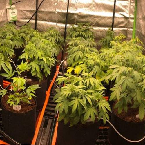 Manna ver 1.01. Week 5 - [20200114 화요일]작은 사이즈