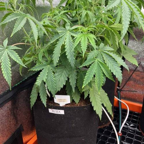 Manna ver 1.01. Week 5 - [20200114 화요일]제염하지 않은 것도 잘 큼.