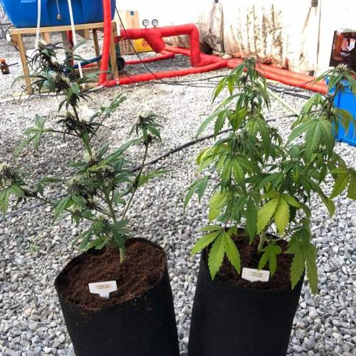 Manna ver 1.01. Week 5 - [20200114 화요일]바이러스로 의심 되는 것이 보여 4번 텐트로 격리