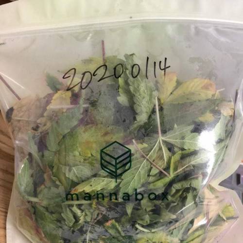 Manna ver 1.01. Week 5 - [20200114 화요일]안 좋은 잎들을 모두제거함.