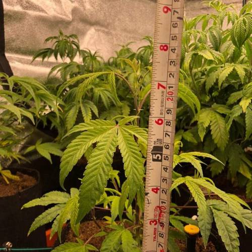 Manna ver 1.01. Week 5 - [20200117 금요일]11/29 삽목 클론