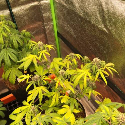 Manna ver 1.01. Week 5 - [20200117 금요일]발톱처럼 잎이 쪼그라들고 있음.