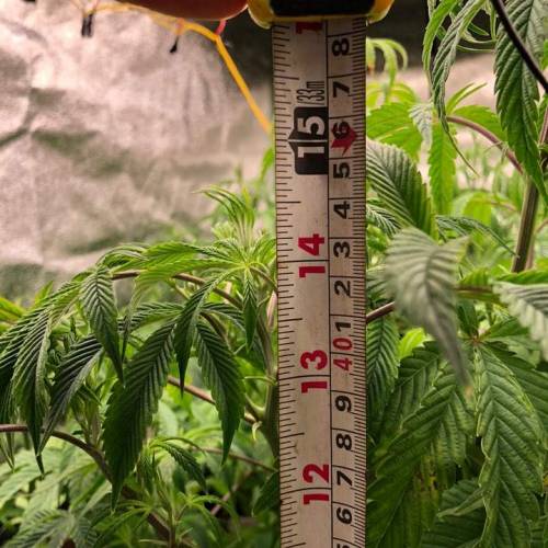 Manna ver 1.01. Week 5 - [20200117 금요일]11/19 삽목 클론