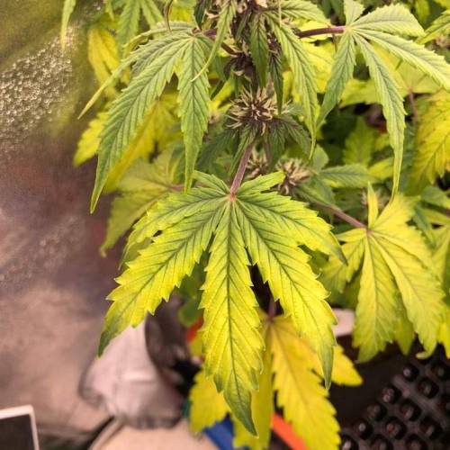 Manna ver 1.01. Week 5 - [20200117 금요일]결핍된 이온이 양액으로 인해 다시 공급 받는 것 같아 보임.