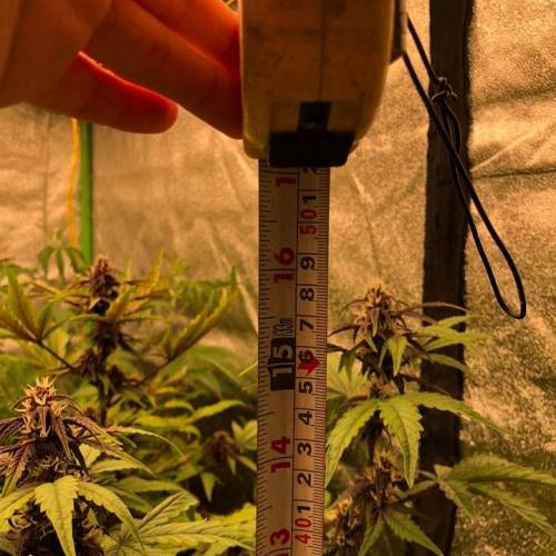 Manna ver 1.01. Week 6 - [20200120-월요일]개화가 일부 진행 된 것의 크기 성장 체크 [48cm]