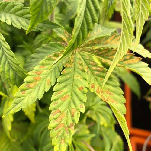 Manna ver 1.01. Week 6 - [20200120-월요일]결핍 증상