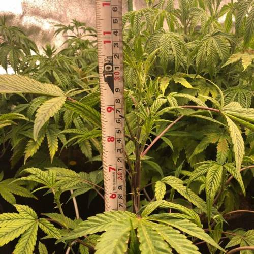 Manna ver 1.01. Week 6 - [20200122-수요일]11/29-34cm