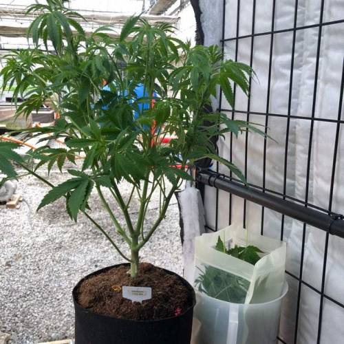 Manna ver 1.01. Week 6 - [20200122-수요일]Defoliation 후