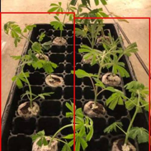 Manna ver 1.01. Week 6 - [20200122-수요일]Defoliation 후 cloning 할 만한 것들을 cloning 함. 추가Seedman-5개, Cooki chill- 4개 