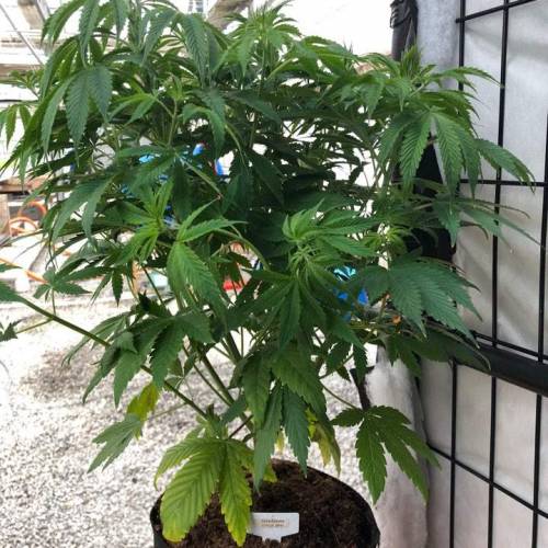 Manna ver 1.01. Week 6 - [20200122-수요일]Defoliation 전