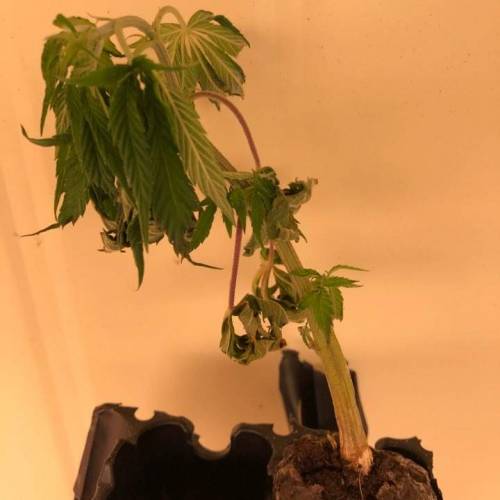 Manna ver 1.01. Week 7 - [20200129-수요일]1월 14일 생 클론 죽음