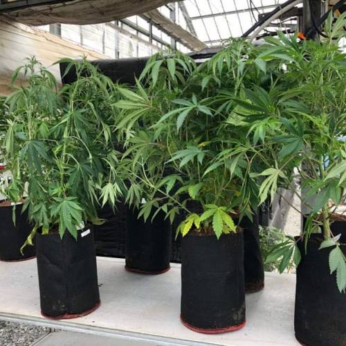 Manna ver 1.01. Week 7 - [20200128-화요일]No.3 Defoliation 전