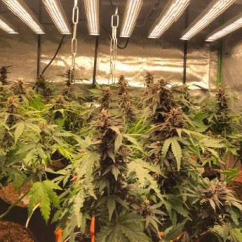 Manna ver 1.01. Week 7 - [20200128-화요일]No.2 Pink kush