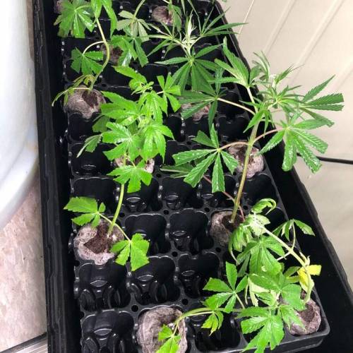 Manna ver 1.01. Week 7 - [20200131-금요일]돔을 닫으니 바로 다시 돌아옴.