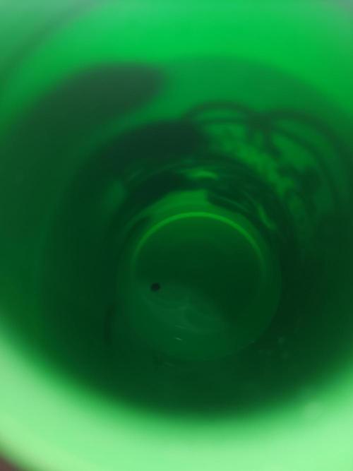 Apple Fritter. Week 0 - 1st day