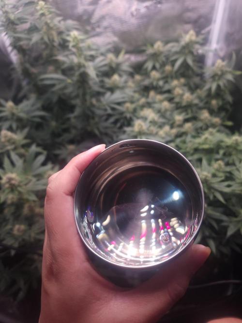 Mimosa x Orange Punch. Week 0