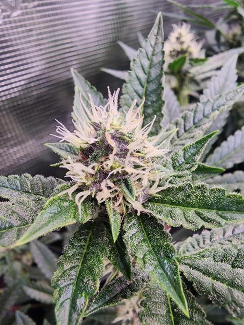 Purple Afghan. Week 6